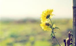 一恋爱就奔着结婚去的星座女，爱到永久此生不换