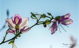 天生智商最高的星座，天蝎居然败给了这两个星座