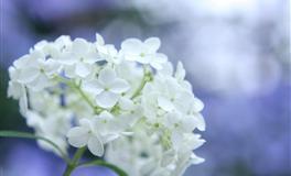 竹猫星球双子座一周塔罗运势（6.6-6.12）