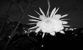 Pandora占星小巫2022年6月水瓶座运势