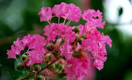 闹闹女巫店天秤座2022年6月运势