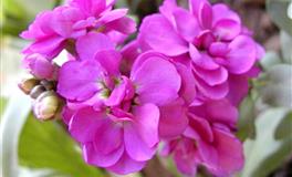 6月，运气超棒的星座TOP5