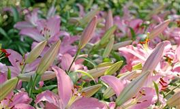 静电鱼双子座一周运势(6.6-6.12)