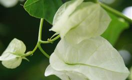 秀恩爱的星座，撒得一把好狗粮