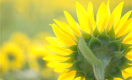 苏珊米勒每日运势2022年7月16-17日