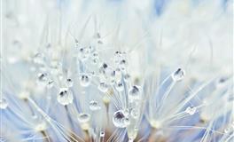 羲邑师姐生肖狗一周运势(7.25-7.31)