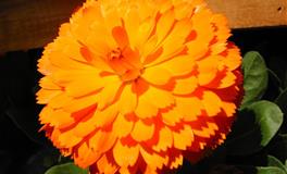 星座女神水瓶座一周运势(7.25-7.31)