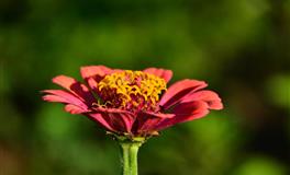 Hint占星金牛座一周运势（7.25-7.31）