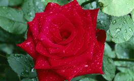 有骨气，不趋炎附势巴结人的星座