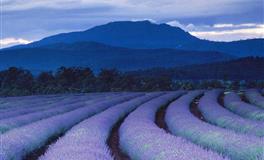 不让人看到最脆弱的总是故作坚强，让人心疼的星座