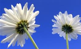 巨蟹座的理想搭配，甜甜蜜蜜羡煞旁人