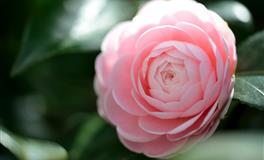 非常疼老婆的3大星座，足够的真心，足够的爱