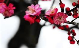 苏珊米勒一周星座运势（7.25-7.31）