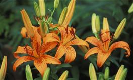 Lunita占星之旅天秤座一周运势(7.18-7.24)