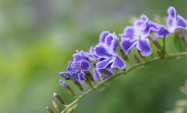 苏珊米勒每日运势2022年7月13日