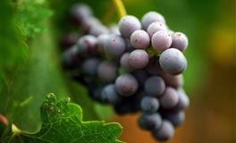 爱偷懒却很有福气的星座：不用替她愁瞎操心，以后肯定吃穿不愁