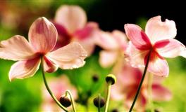 神叨酱心灵疗愈指引2022年7月10日