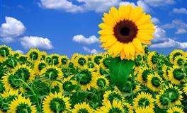 神叨酱心灵疗愈指引2022年7月20日