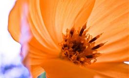 爱莎公主2022年7月星座运势