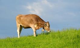 2024年属牛的犯太岁吗？如何化解？