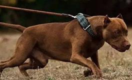 1994年属狗的五行属什么，是什么命？