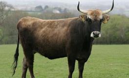 1997年属牛的五行属什么，是什么命？