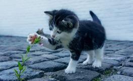 属蛇人真的不能养猫吗，属蛇的养猫好还是养狗好