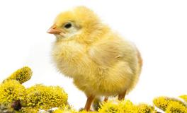 2029年属鸡的五行属什么，是什么命？