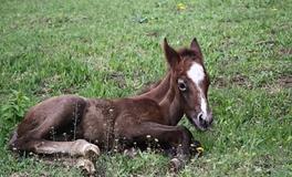 2014年属马男孩起名喜用字，最旺的名字