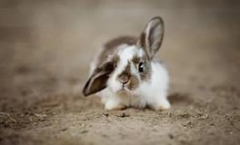 属兔人2024年开店最佳方位，属兔人开店需要注意什么