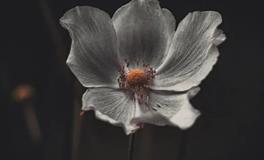 1996年属鼠的什么时候动婚，1996年属鼠人的最佳婚配属相