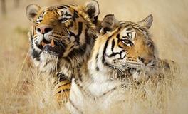 属虎人未来十年运势如何