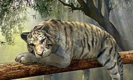 属虎人家中不能摆放什么摆件，属虎人家中摆放什么摆件好