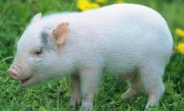 属猪人的幸运数字