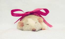 属鼠人和什么属相最配