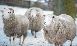 1991年属羊33岁会迎来二婚吗，1991年属羊人33岁有没有二婚