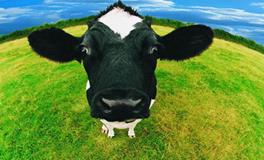 属牛的男人喜欢什么样的女人