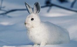 属兔人2024年命运如何，2024年属兔的是什么命运