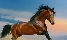 属马女的性格和脾气