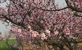 属羊的桃花运在哪年