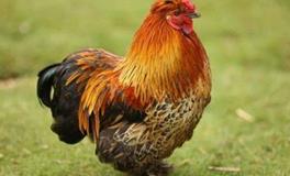 属鸡女生的性格和脾气