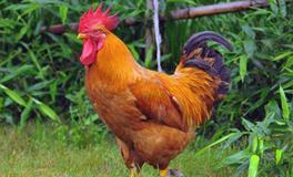 1957年属什么生肖