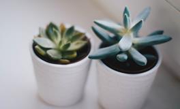 属鸡适合养什么花