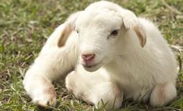 1979年属羊的一生有几次婚姻