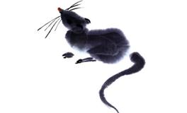 2008年属鼠几月出生命运坎坷