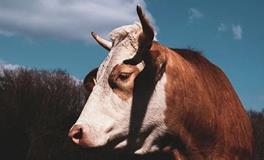 属牛人2024年多大年龄，属牛的人2024年多少岁了