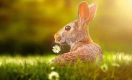 属兔的名人和明星