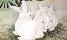 属兔人的一生命运