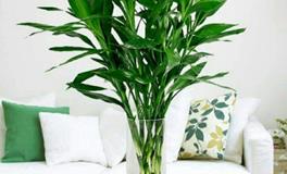 家中摆放一些盆栽绿植，迎接新春