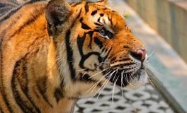 属虎2024年多大年龄，属虎的人2024年运势如何